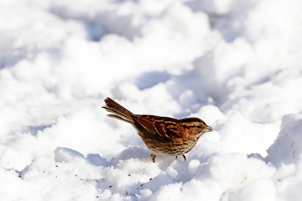 White Throated Sparrow In The Snow by Deb Oppermann